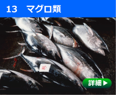 マグロ類