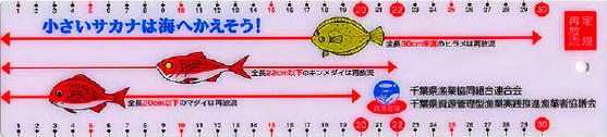 再放流サイズがわかるスケールを配布しています